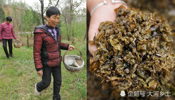 農(nóng)村有種食藥兩用野物雨后才有 出太陽(yáng)就消失